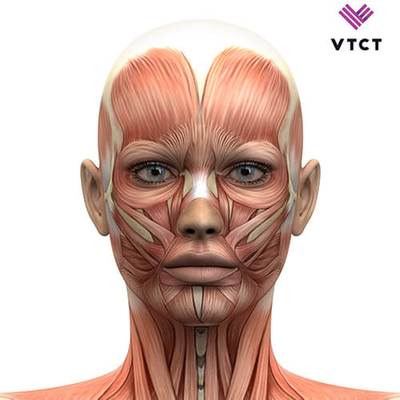 VTCT Level 3 Award in Anatomical and Physiological Knowledge of Body Systems (A&P)